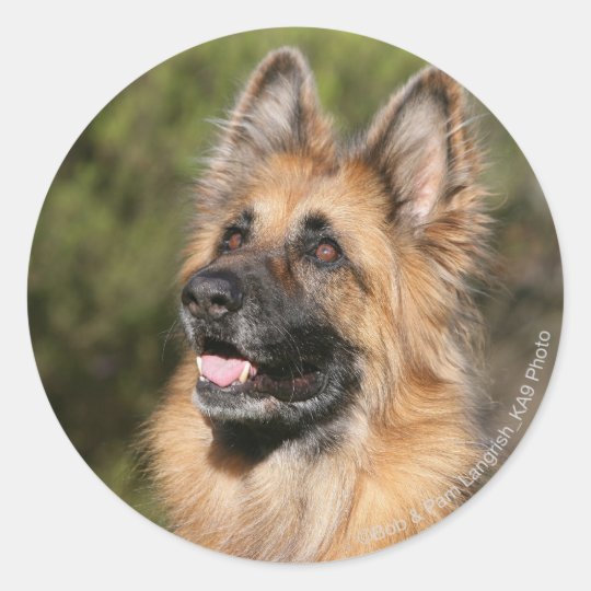 Long Haired German Shepherd 1 Classic Round Sticker Zazzle Co Uk