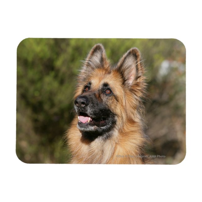 Long Haired German Shepherd 1 Magnet (Horizontal)