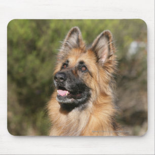 Long Haired German Shepherd 1 Mouse Mat