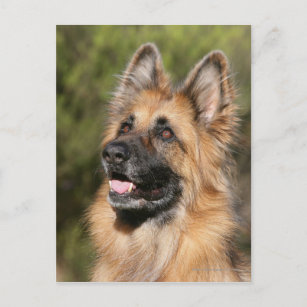Long Haired German Shepherd 1 Postcard
