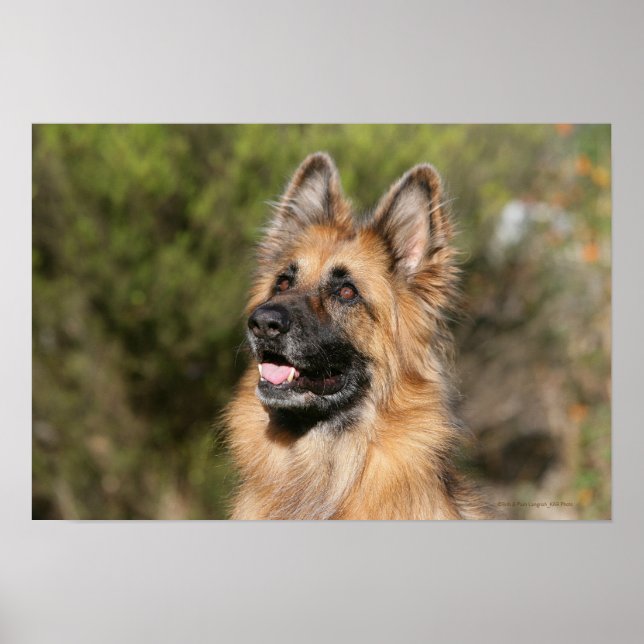 Long Haired German Shepherd 1 Poster (Front)