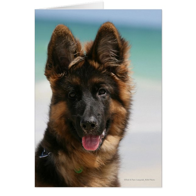 Long Haired German Shepherd Beach (Front)