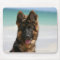 Long Haired German Shepherd Beach