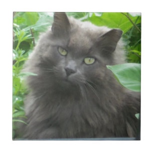Long Haired Russian Blue Cat Home Furnishings Accessories