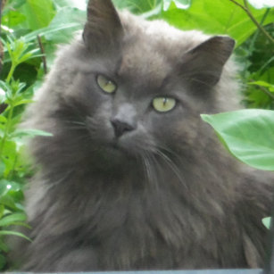 Long Haired Russian Blue Cat Home Furnishings Accessories