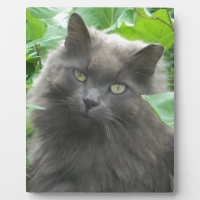 Long Haired Grey Russian Blue Cat Plaque (Front)