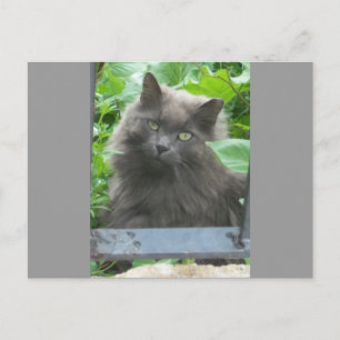 Long Haired Grey Russian Blue Cat Postcard