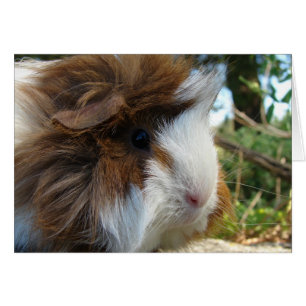 Long-Haired Guinea Pig