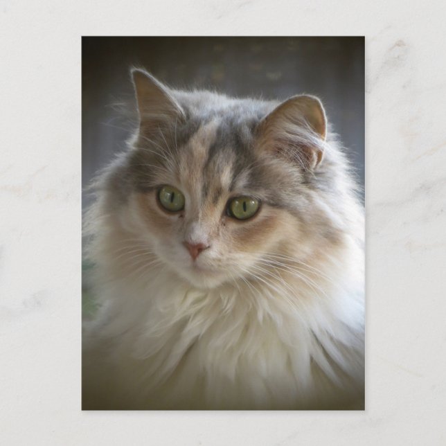 Long Haired Kitten Postcard (Front)