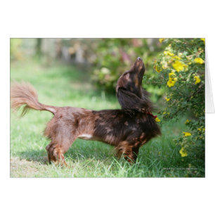 Long-haired Miniature Dachshund 1