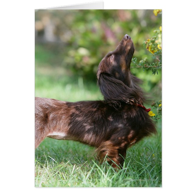 Long-haired Miniature Dachshund 1 (Front)