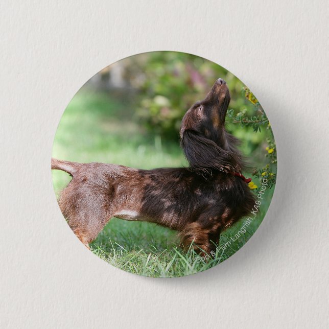 Long-haired Miniature Dachshund 1 6 Cm Round Badge (Front)