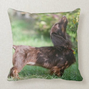 Long-haired Miniature Dachshund 1 Cushion