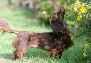 Dachshund Long Haired Miniature Phone Tablet Laptop Ipod
