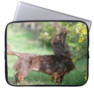 Long-haired Miniature Dachshund 1 Laptop Sleeve