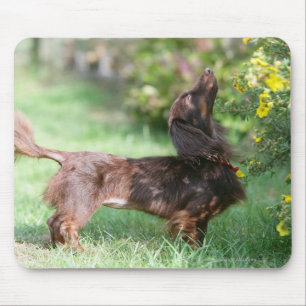 Long-haired Miniature Dachshund 1 Mouse Mat