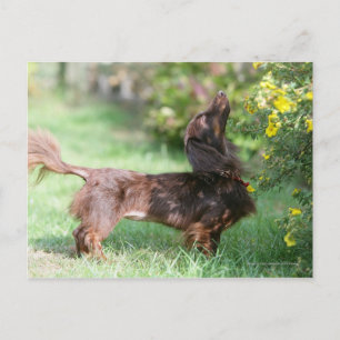 Long-haired Miniature Dachshund 1 Postcard