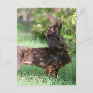 Long-haired Miniature Dachshund 1 Postcard