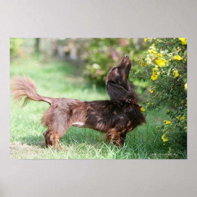 Long-haired Miniature Dachshund 1 Poster (Front)