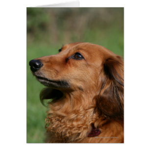 Long-haired Miniature Dachshund 2