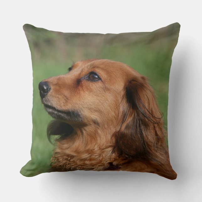 Long-haired Miniature Dachshund 2 Cushion (Front)