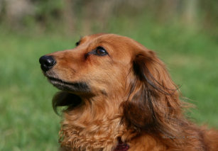 Dachshund Long Haired Miniature Phone Tablet Laptop Ipod