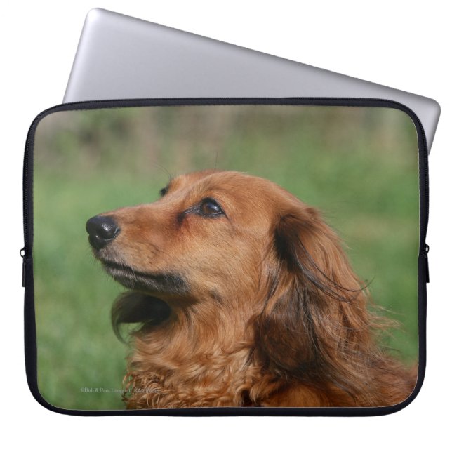 Long-haired Miniature Dachshund 2 Laptop Sleeve (Front)