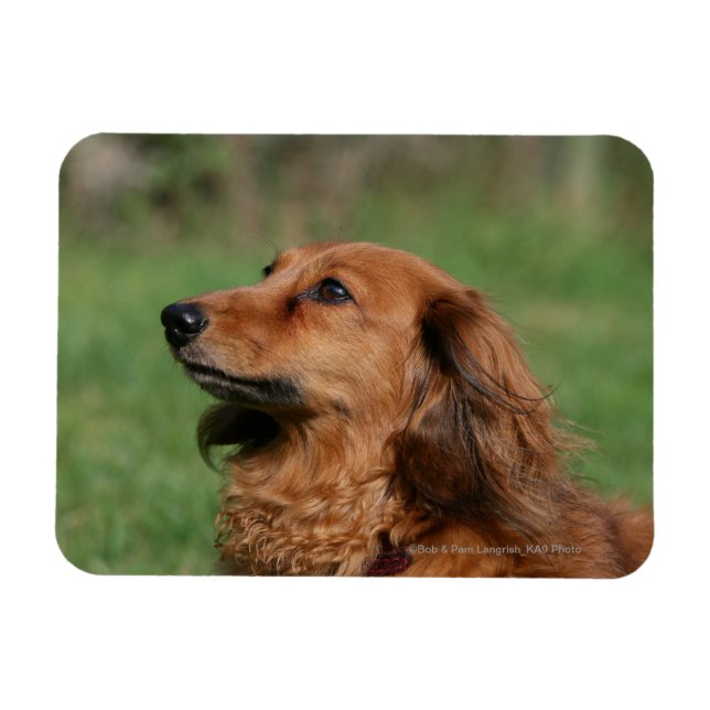 Long-haired Miniature Dachshund 2 Magnet (Horizontal)