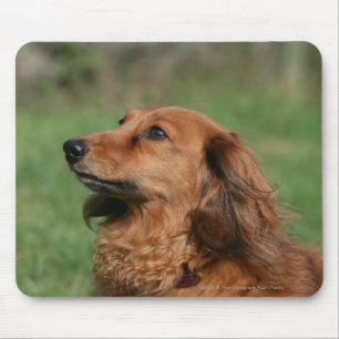 Long-haired Miniature Dachshund 2 Mouse Mat