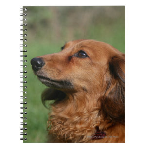 Long-haired Miniature Dachshund 2 Notebook