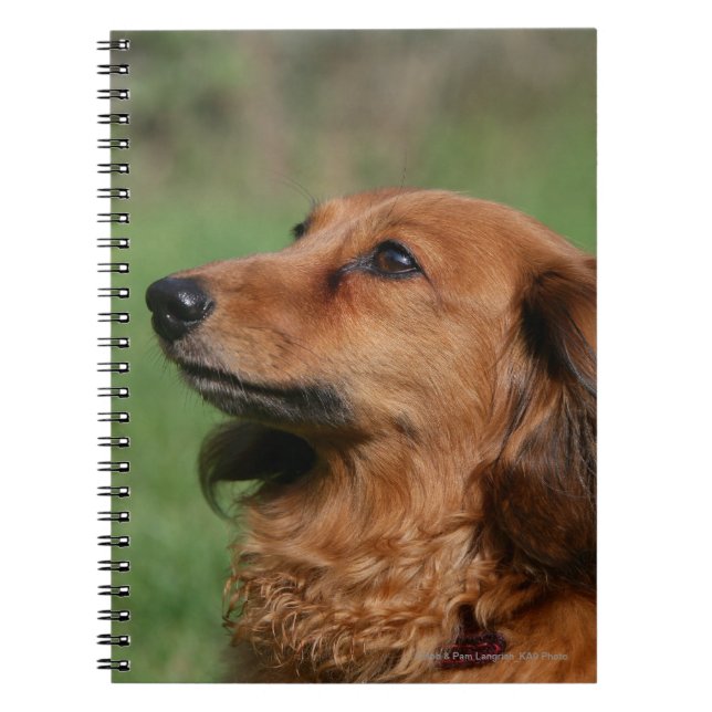 Long-haired Miniature Dachshund 2 Notebook (Front)