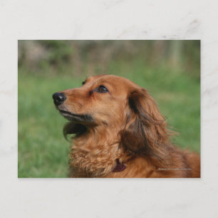 Long-haired Miniature Dachshund 2 Postcard