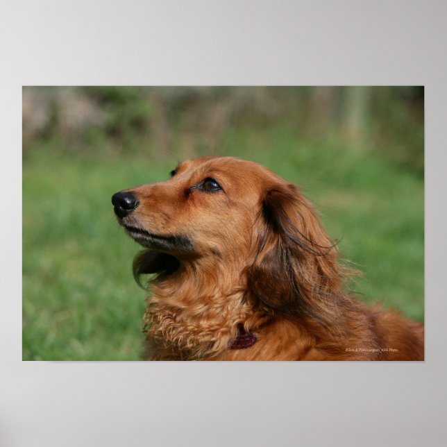 Long-haired Miniature Dachshund 2 Poster (Front)