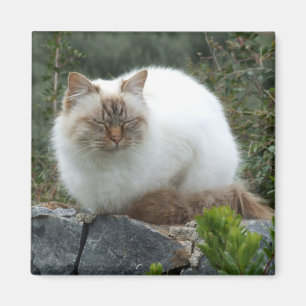 Long-haired Pedigree Cat Magnet