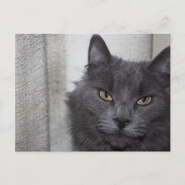 Long haired Russian Blue Cat Postcard (Front)