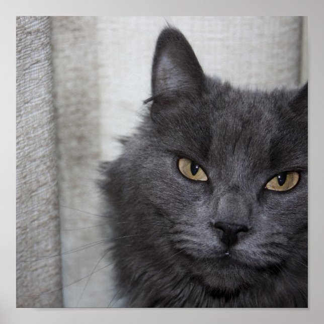 Long haired Russian Blue Cat Poster (Front)