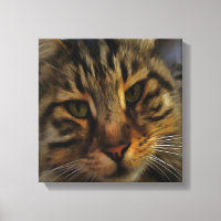 Long Haired Tabby Cat Artistic Pet Portrait v2