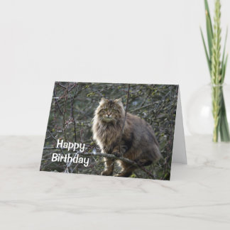 Long-Haired Tabby Cat Birthday Card