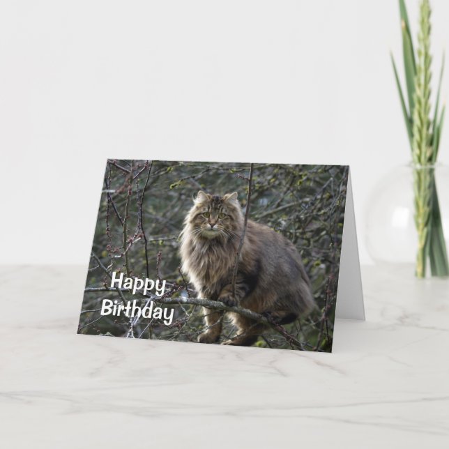 Long-Haired Tabby Cat Birthday Card (Front)