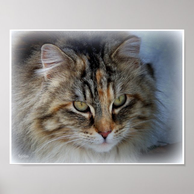 Long Haired Tabby Cat Photo Portrait Poster (Front)