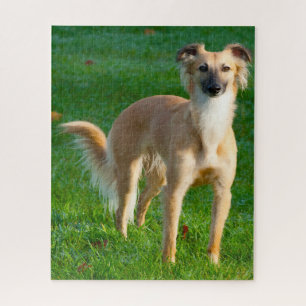 Long haired Whippet Dogs Jigsaws. Jigsaw Puzzle