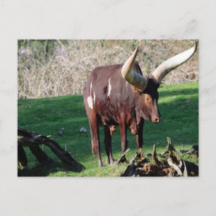 Long Horn Cow 3 Postcard