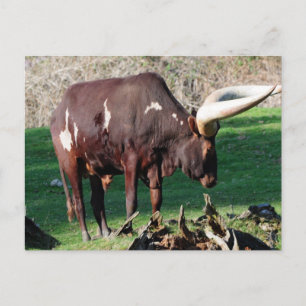 Long Horn Cow Postcard