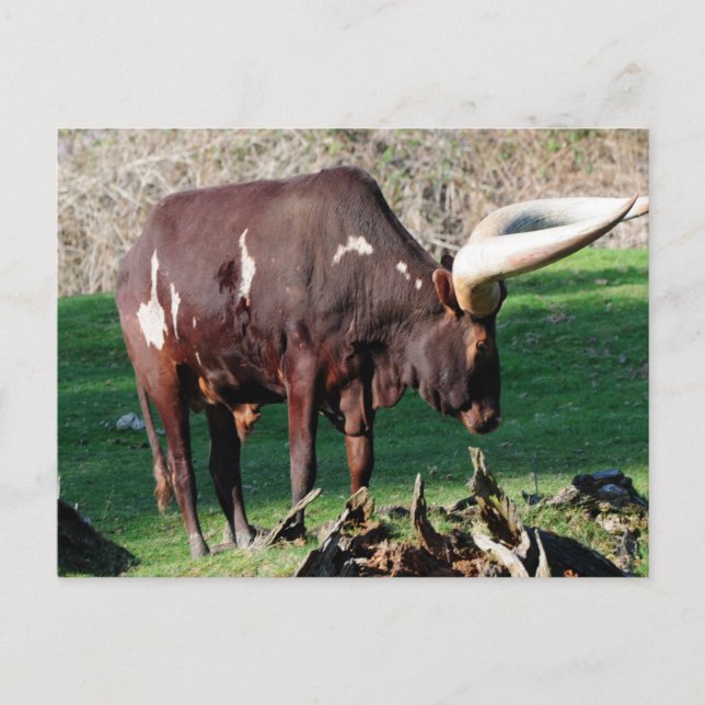 Long Horn Cow Postcard (Front)
