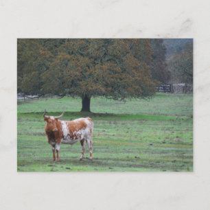 Long Horn Cow Postcard