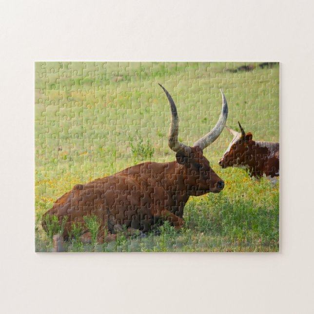 Long Horn Cows  in Oklahoma. Jigsaw Puzzle (Horizontal)