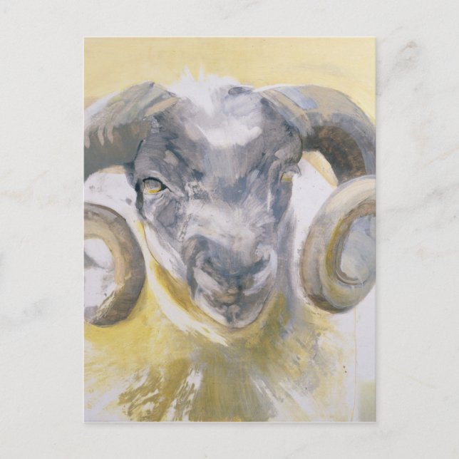 Long Horn Sheep 2 Postcard (Front)