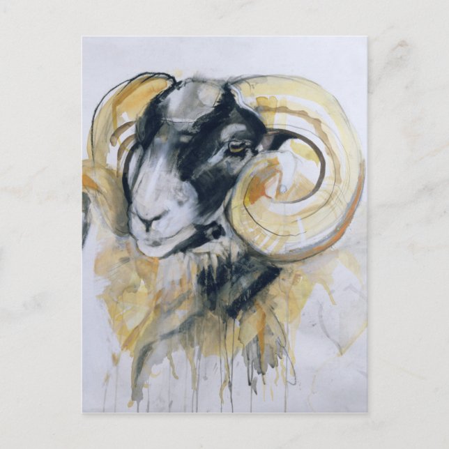 Long Horn Sheep Postcard (Front)