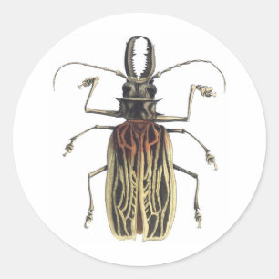 Long-Horned Beetle, Prionus Cervicornis Classic Round Sticker