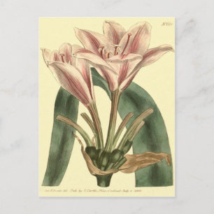 Long Leaved Amaryllis Illustration Postcard